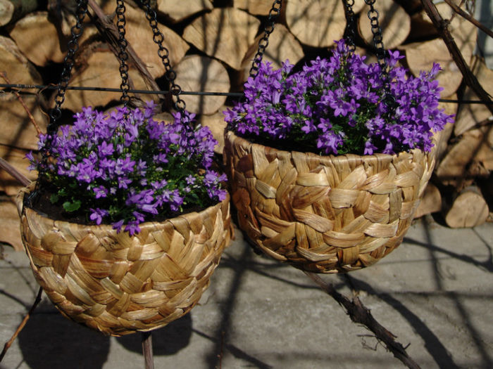 campanula - florile mele