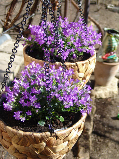 campanula - florile mele