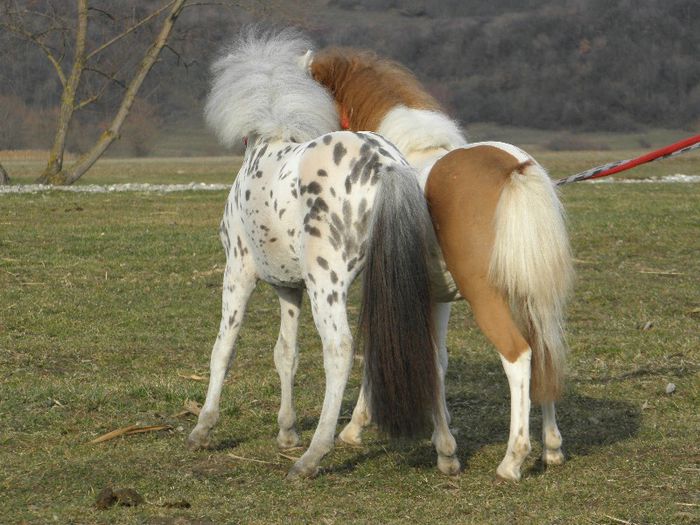 P3127943 - VANZARI PONEI 3
