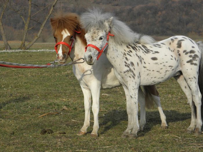 P3127958 - VANZARI PONEI 3