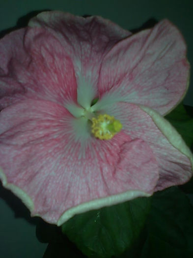 crystal -pink