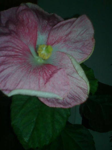 Imagine3281 - HIBISCUS