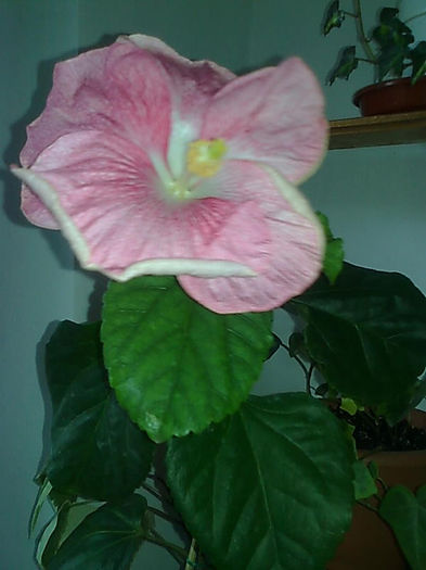 Imagine3282 - HIBISCUS
