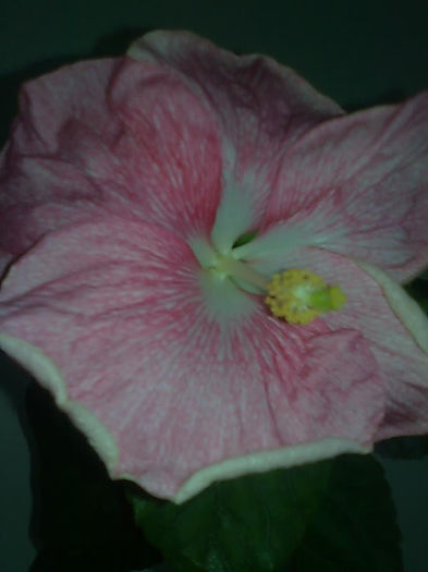 Imagine3283 - HIBISCUS