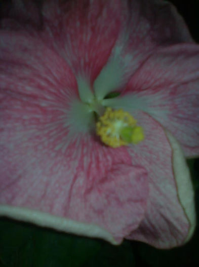 Imagine3285 - HIBISCUS