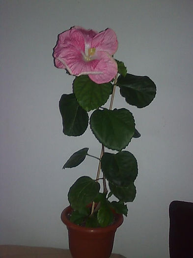 Imagine3287 - HIBISCUS