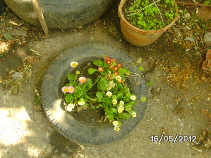 BILD0053 - celelalte cuvinte