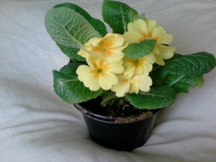 Primrose; Este o floare care se planteaza in curte!
