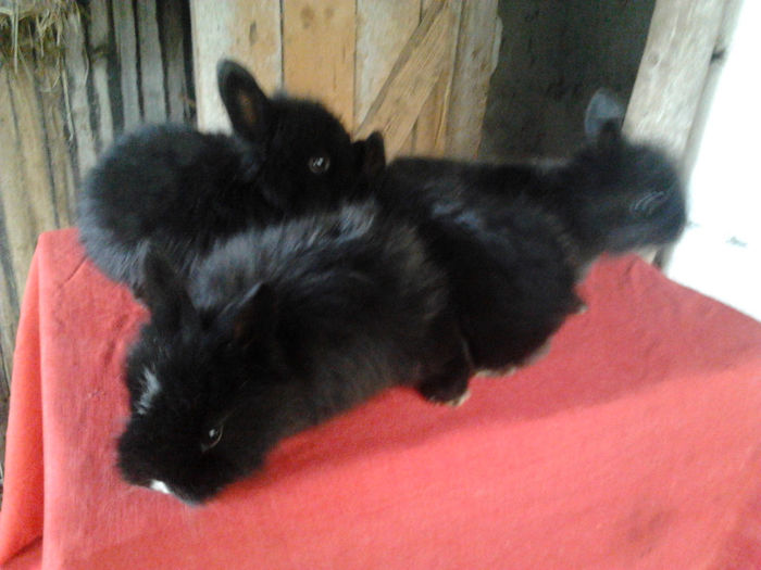 Angora 2013 001