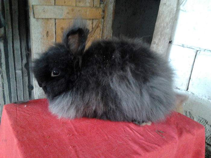 Angora 2013 004