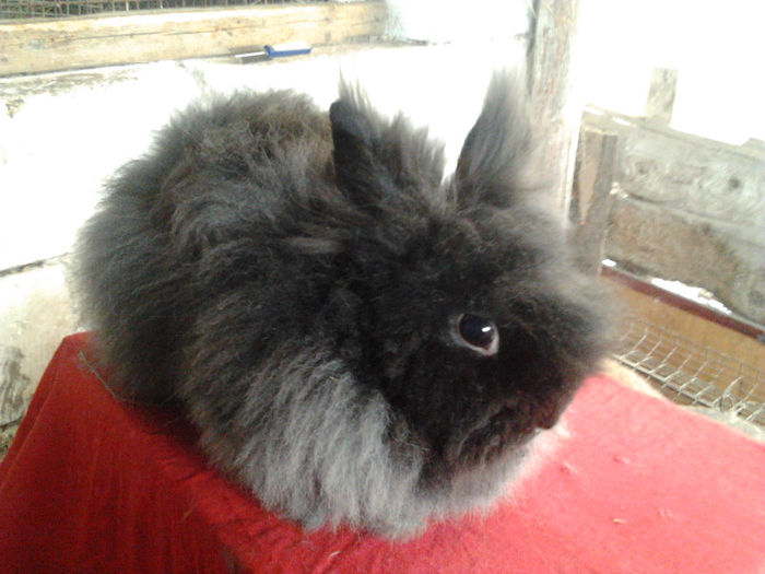 Angora 2013 010