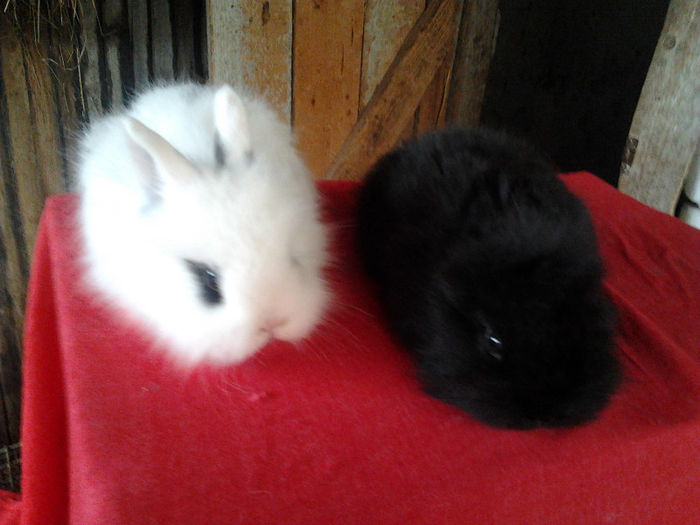 Angora 2013 011