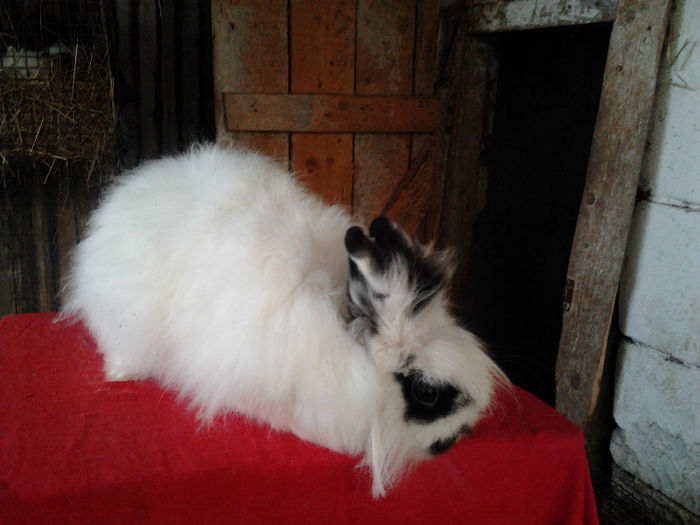 Angora 2013 019