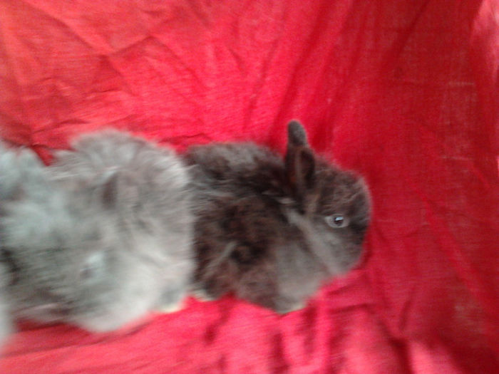 Angora 2013 035