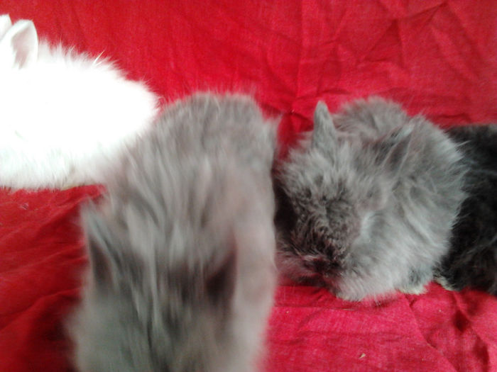 Angora 2013 036