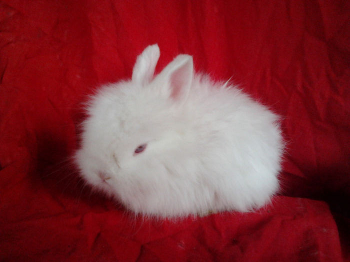 Angora 2013 037