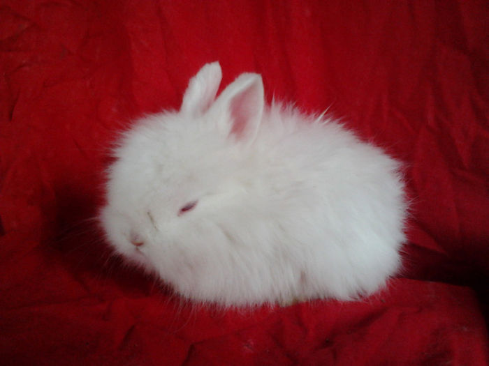 Angora 2013 038