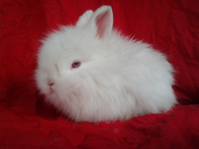 Angora 2013 039