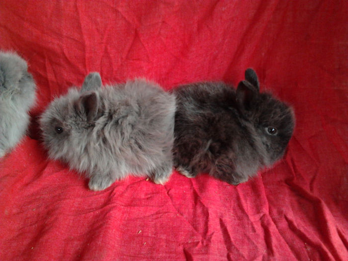 Angora 2013 041