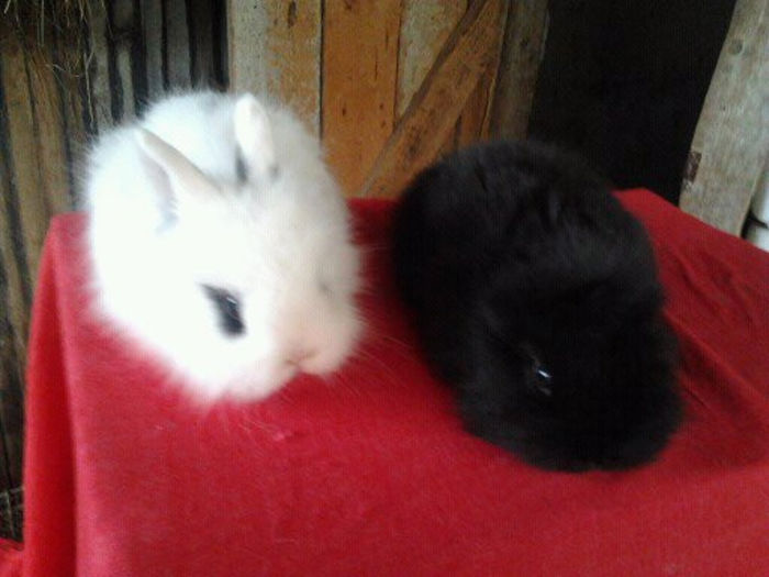 Angora 2013 046