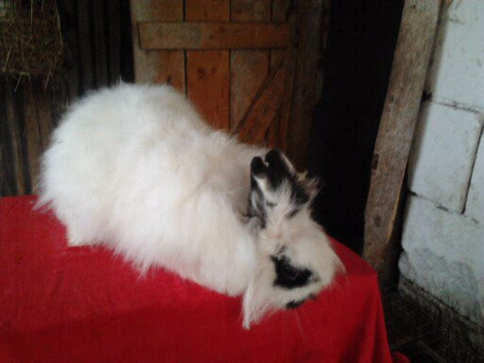 Angora 2013 065