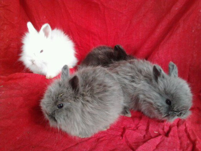 Angora 2013 076