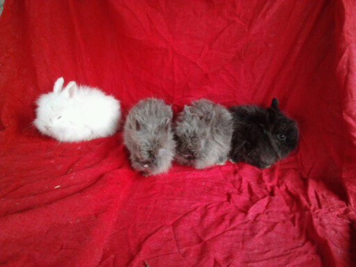 Angora 2013 081