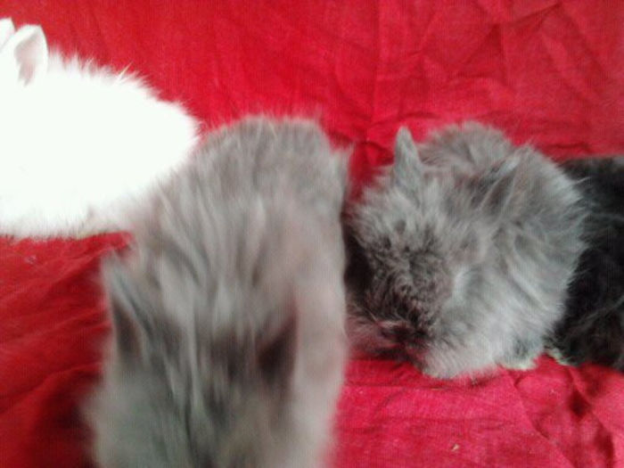 Angora 2013 083