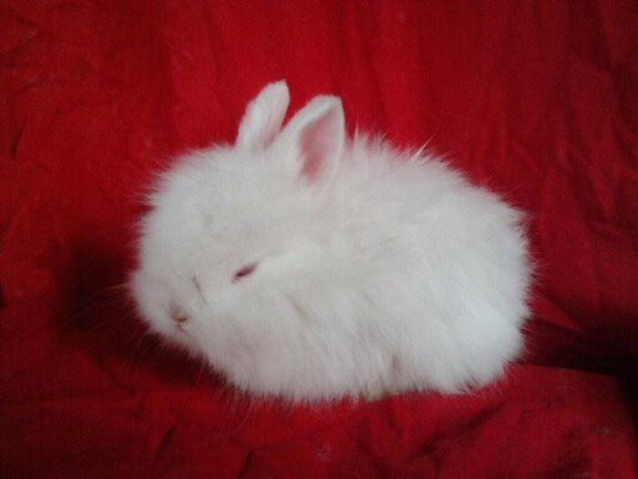 Angora 2013 085