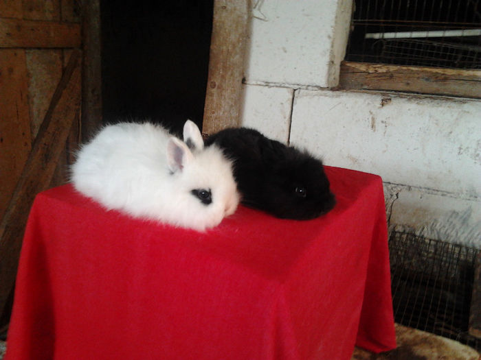 Angora 2013 012