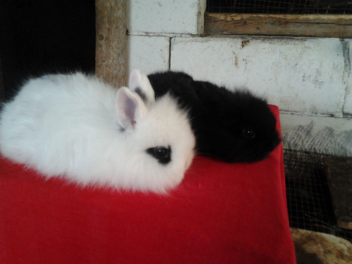 Angora 2013 013