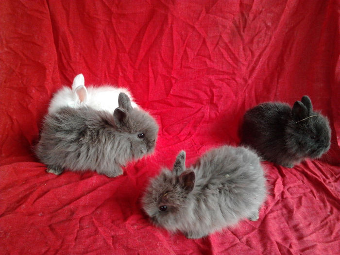 Angora 2013 014