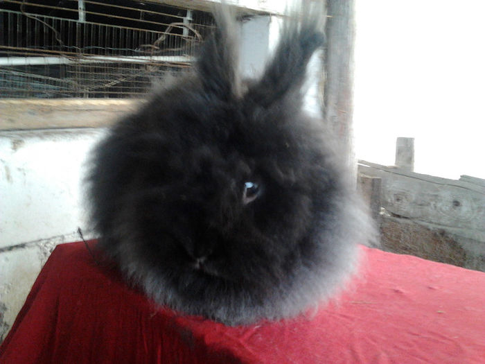 Angora 2013 015