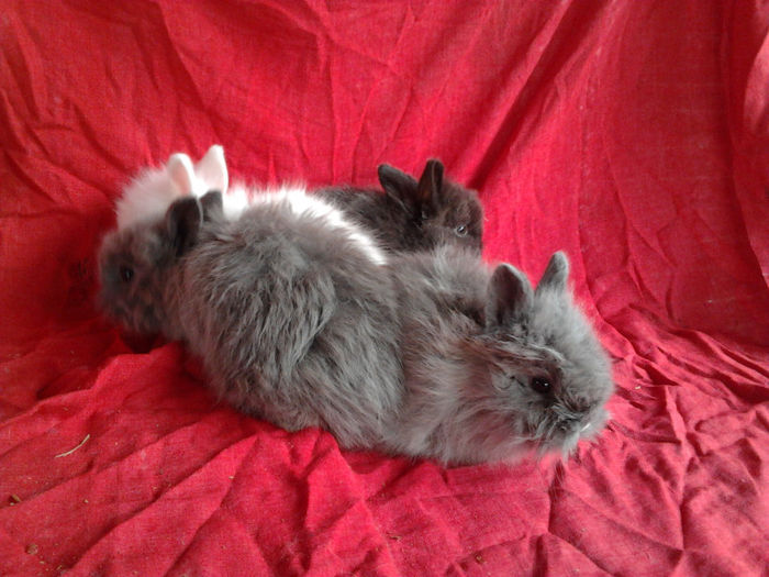 Angora 2013 027