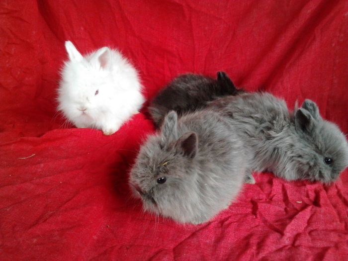 Angora 2013 028