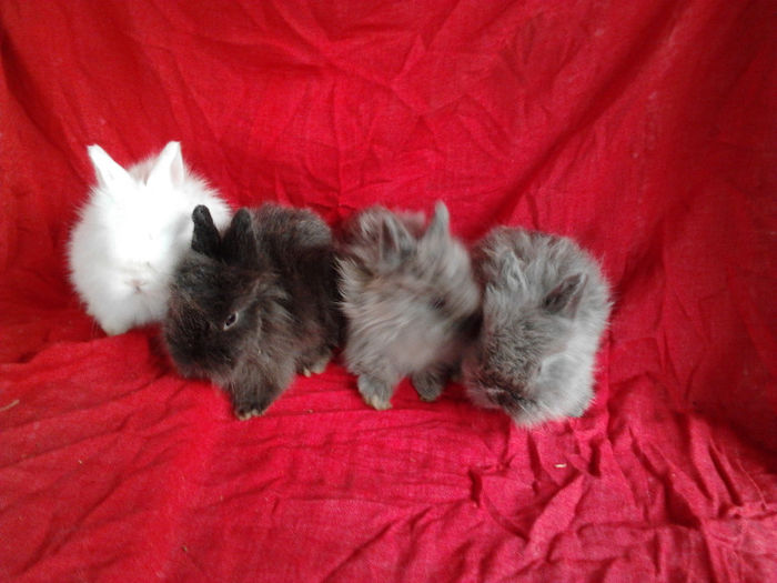 Angora 2013 030