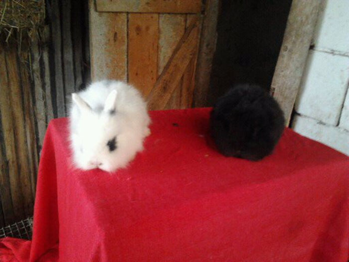 Angora 2013 044