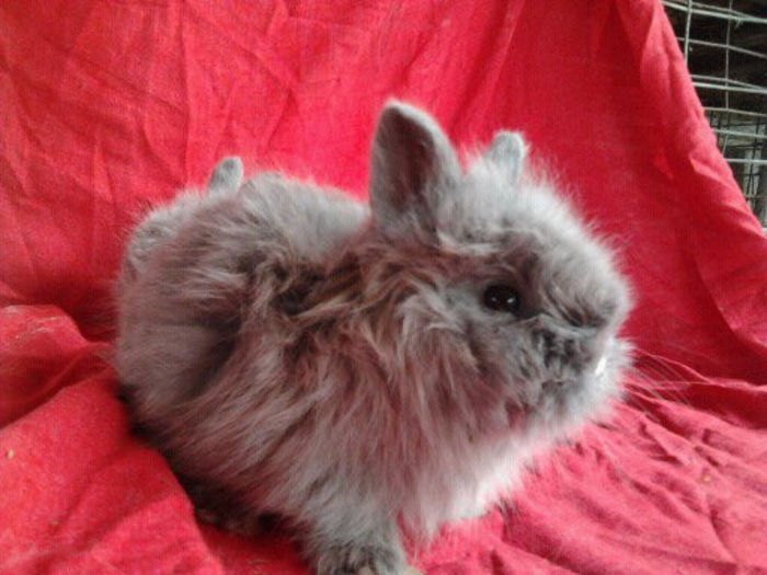 Angora 2013 087