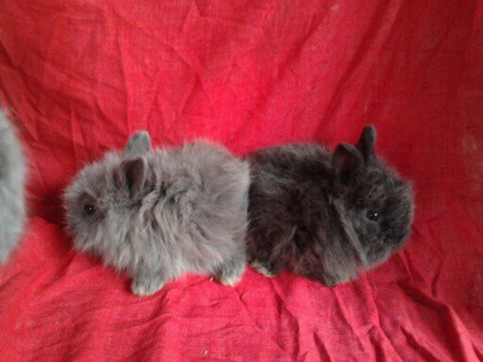 Angora 2013 089