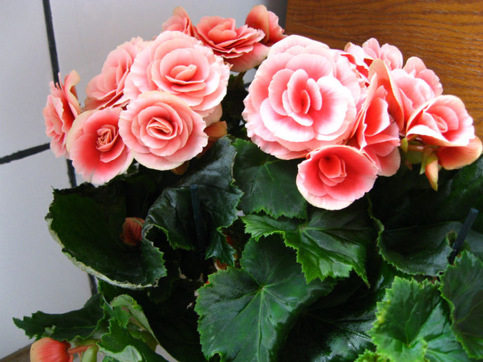 IMG_2278 - flori de casa