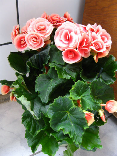 IMG_2276 - flori de casa