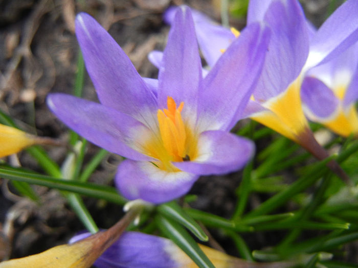 Crocus sieberi Tricolor (2013, March 14)