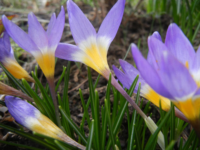 Crocus sieberi Tricolor (2013, March 14) - Crocus sieberi Tricolor