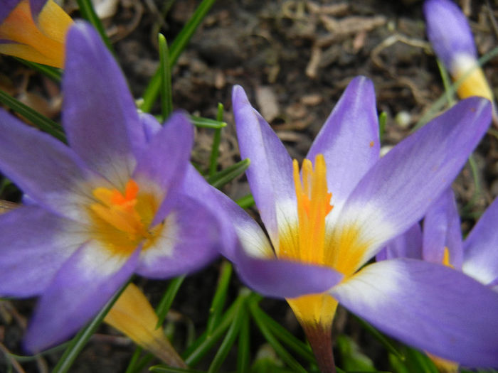 Crocus sieberi Tricolor (2013, March 14) - Crocus sieberi Tricolor