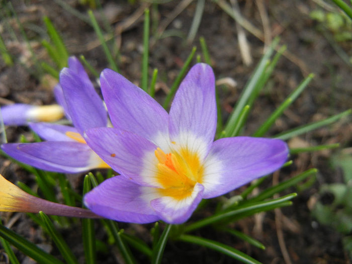 Crocus sieberi Tricolor (2013, March 14) - Crocus sieberi Tricolor