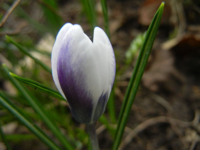 Crocus Prins Claus (2013, March 14)