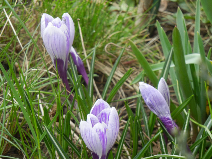 Crocus Pickwick (2013, March 14)