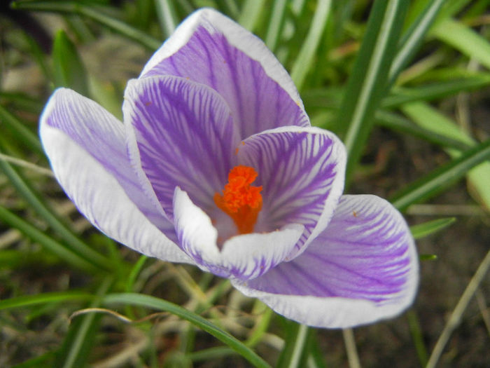 Crocus Pickwick (2013, March 14)