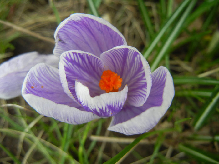 Crocus Pickwick (2013, March 14)