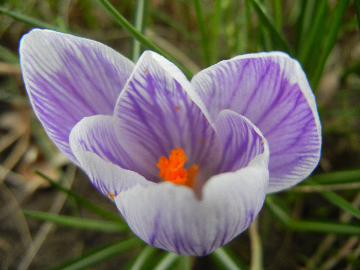 Crocus Pickwick (2013, March 14)